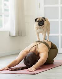 puppy yoga